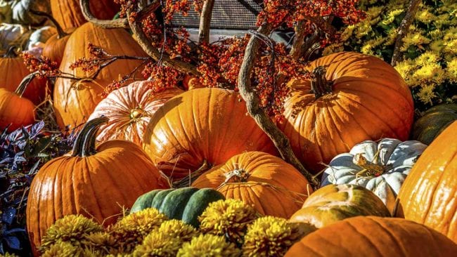 Our Pumpkin Patch has just the right pumpkins for pies, carving, painting and/or decorating.