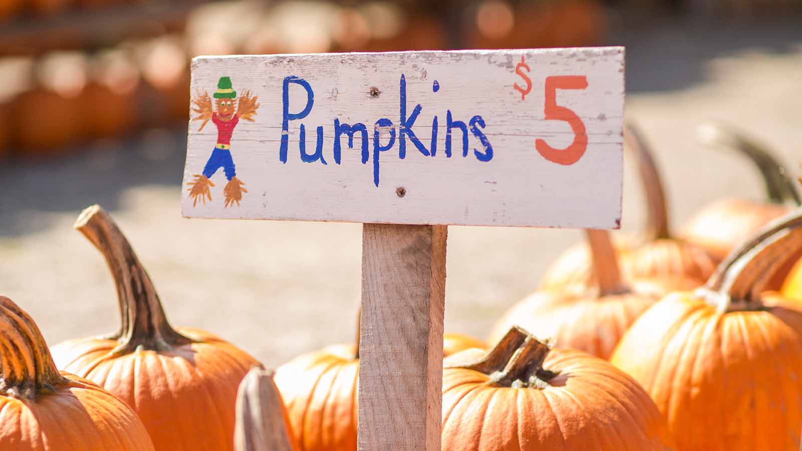 pumpkin corn maze party