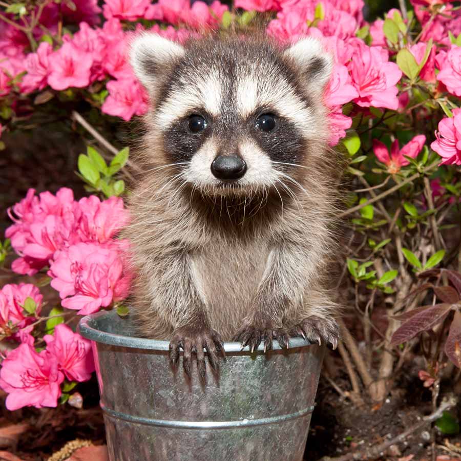 Baby Raccoon