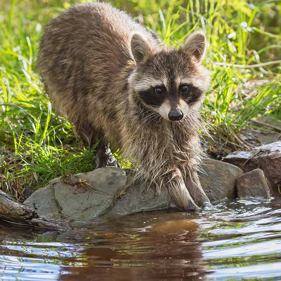 A raccoon with hands in pond.