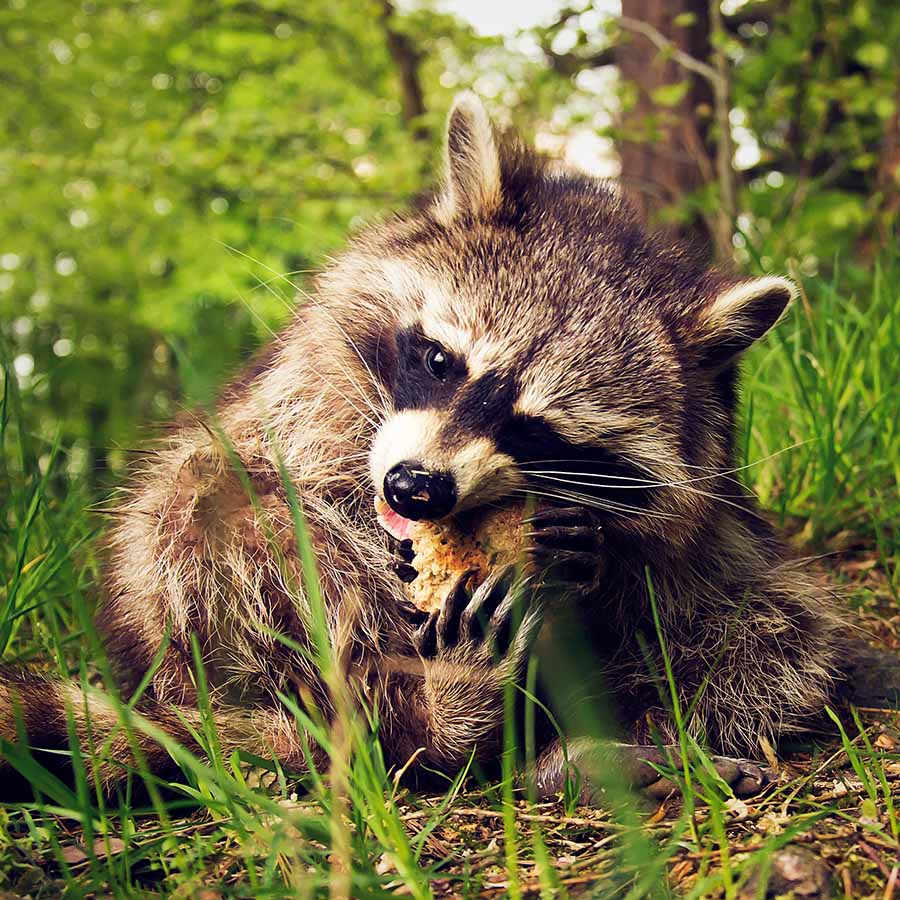 Waschbär sitzt am Waldboden und frisst ein Stück Brot