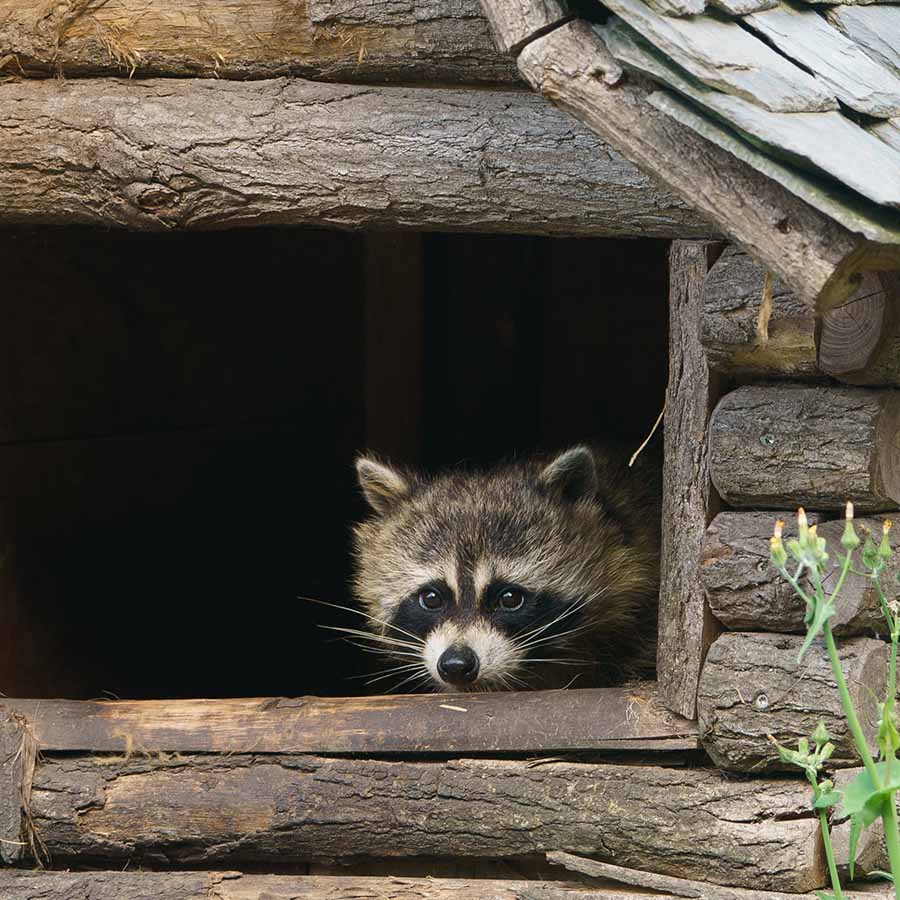 A charming raccoon peeps out of the house. Wildlife care concept